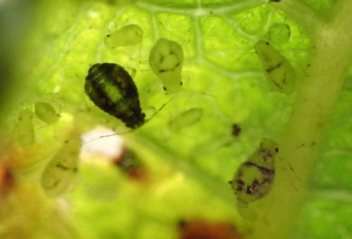 Réf. 335 957 : Chaitophorus salicti